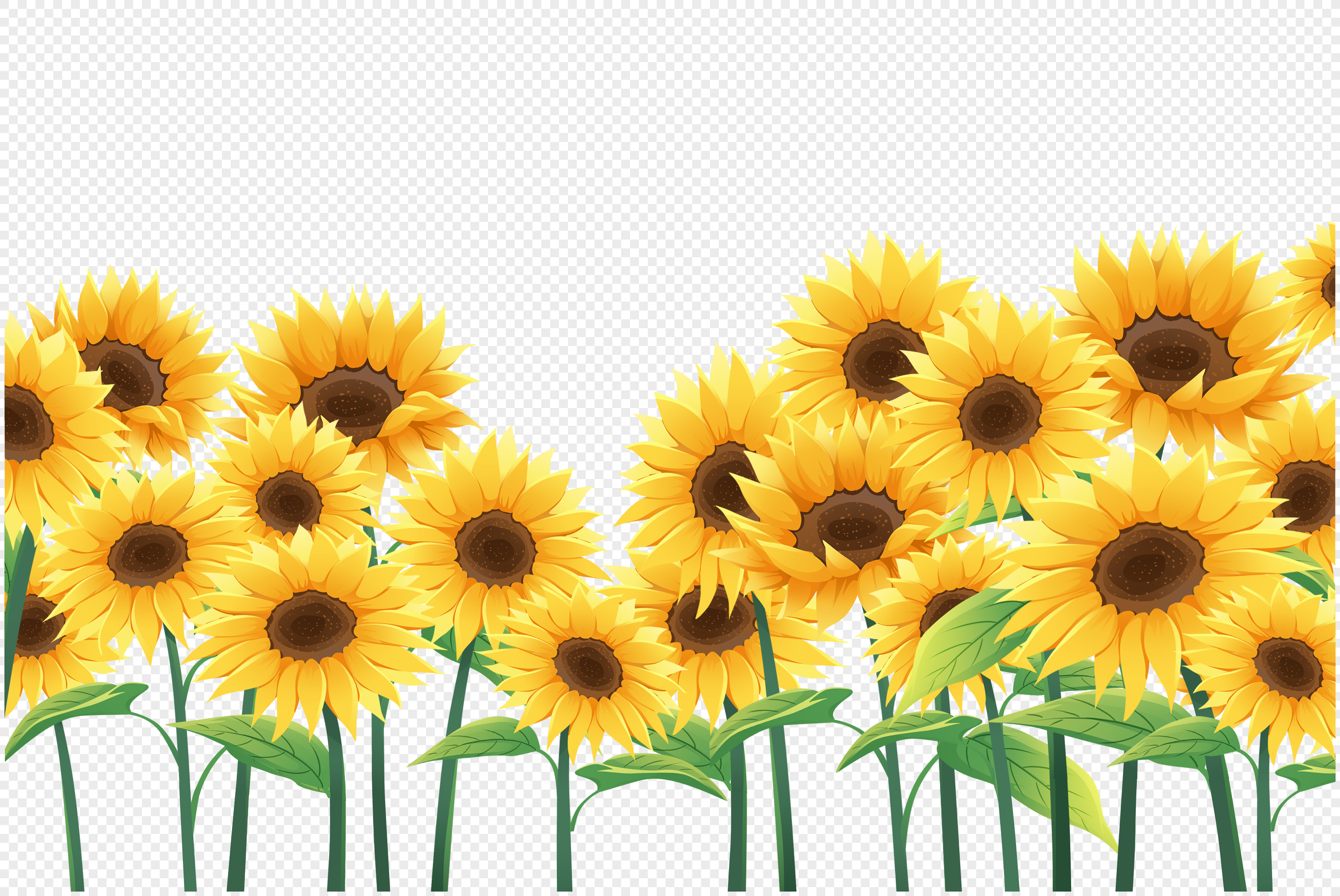 Sunflower Fields Images, HD Pictures For Free Vectors Download 