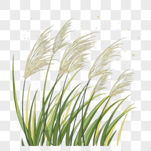 Reed Grass Images, HD Pictures For Free Vectors & PSD Download 