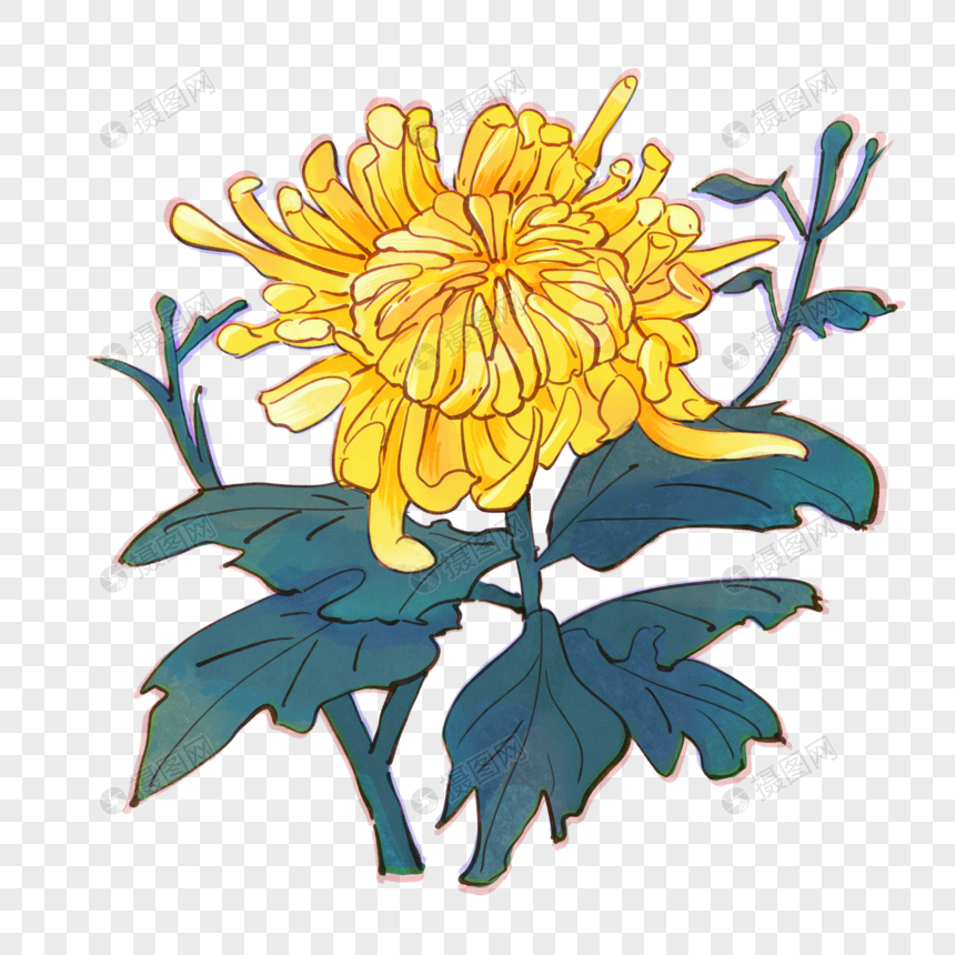 Chrysanthemum PNG Transparent Image And Clipart Image For Free Download ...