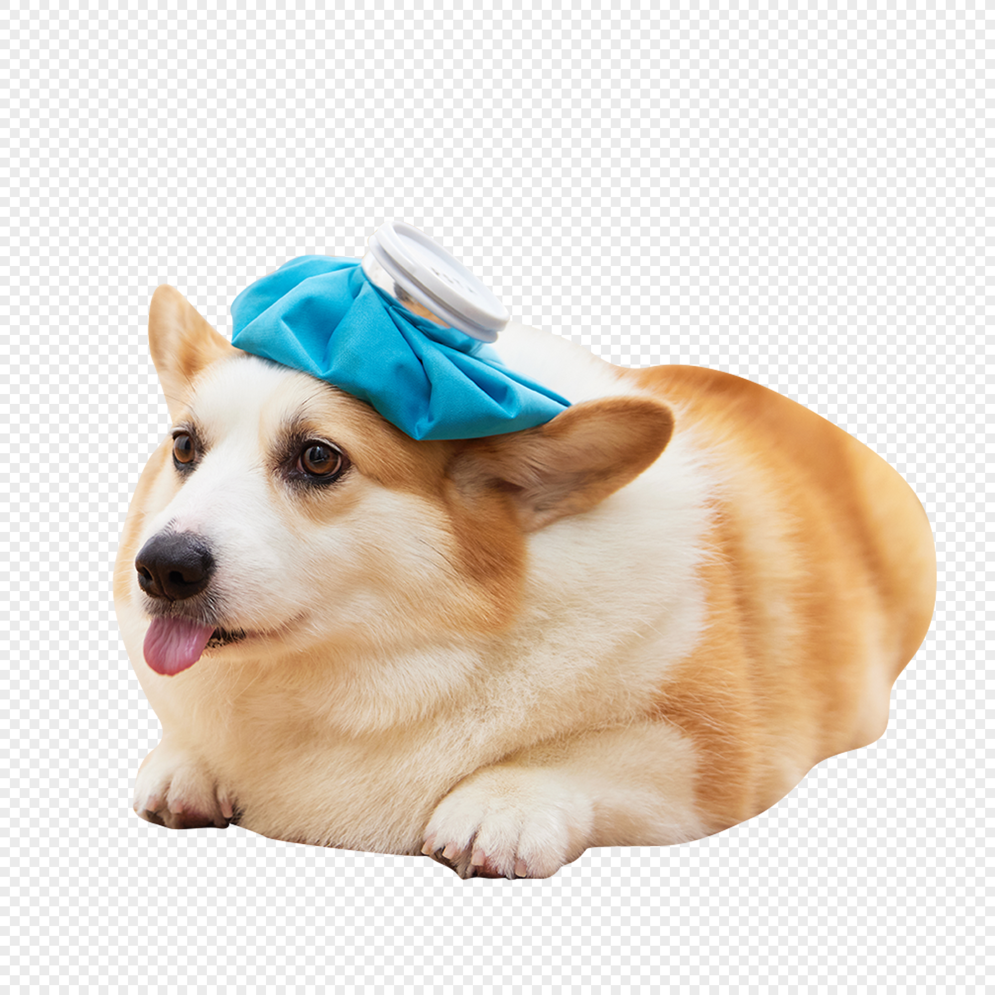 sick puppy clipart png