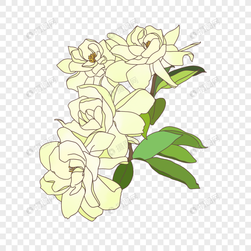 Flor Gardenia Planta De Flores Flor Blanca Flor De Dibujos Animados  Dibujada A Mano Verano PNG Imágenes Gratis - Lovepik