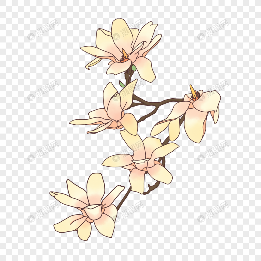 dessin de fleur de magnolia