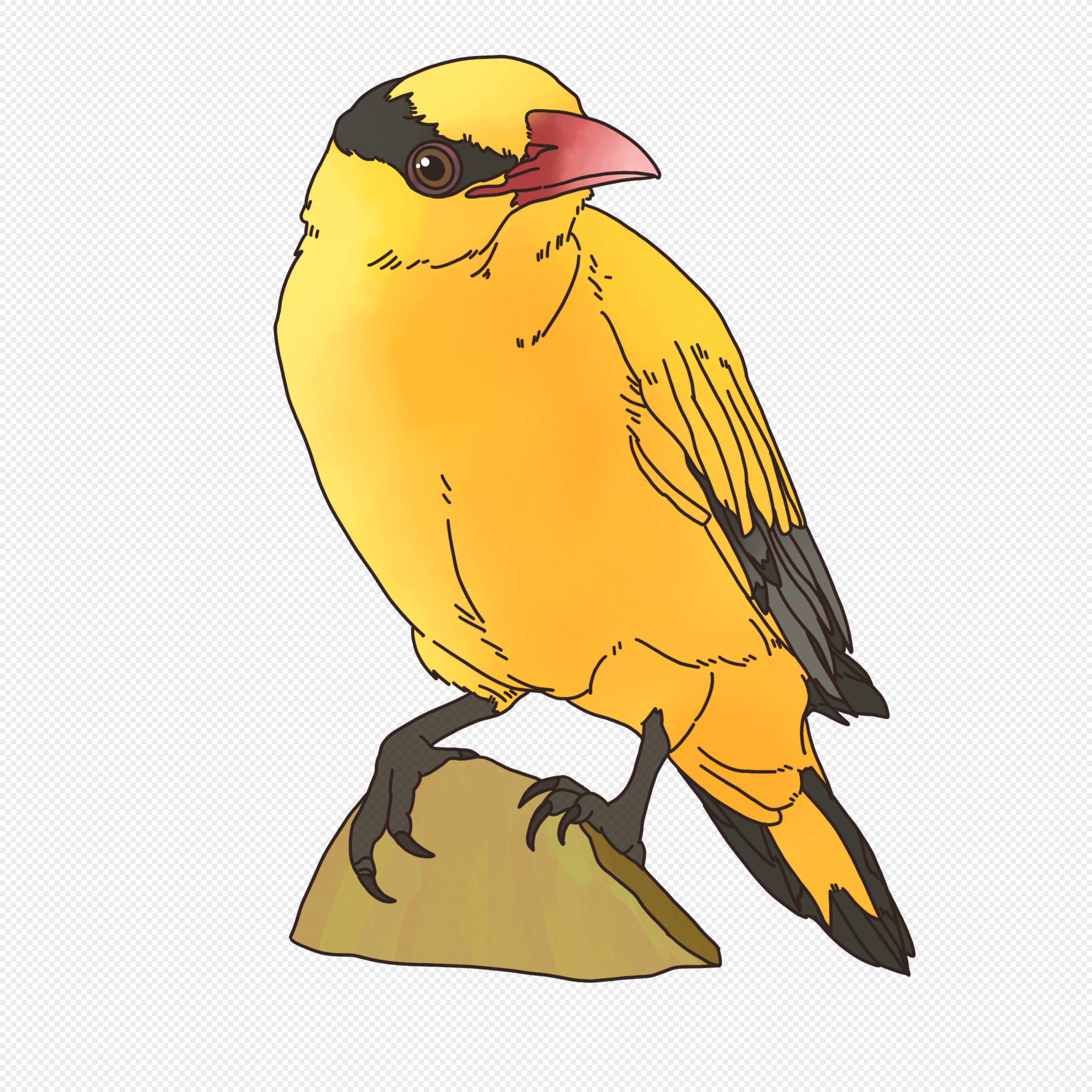 Oriole PNG Transparent Images Free Download, Vector Files