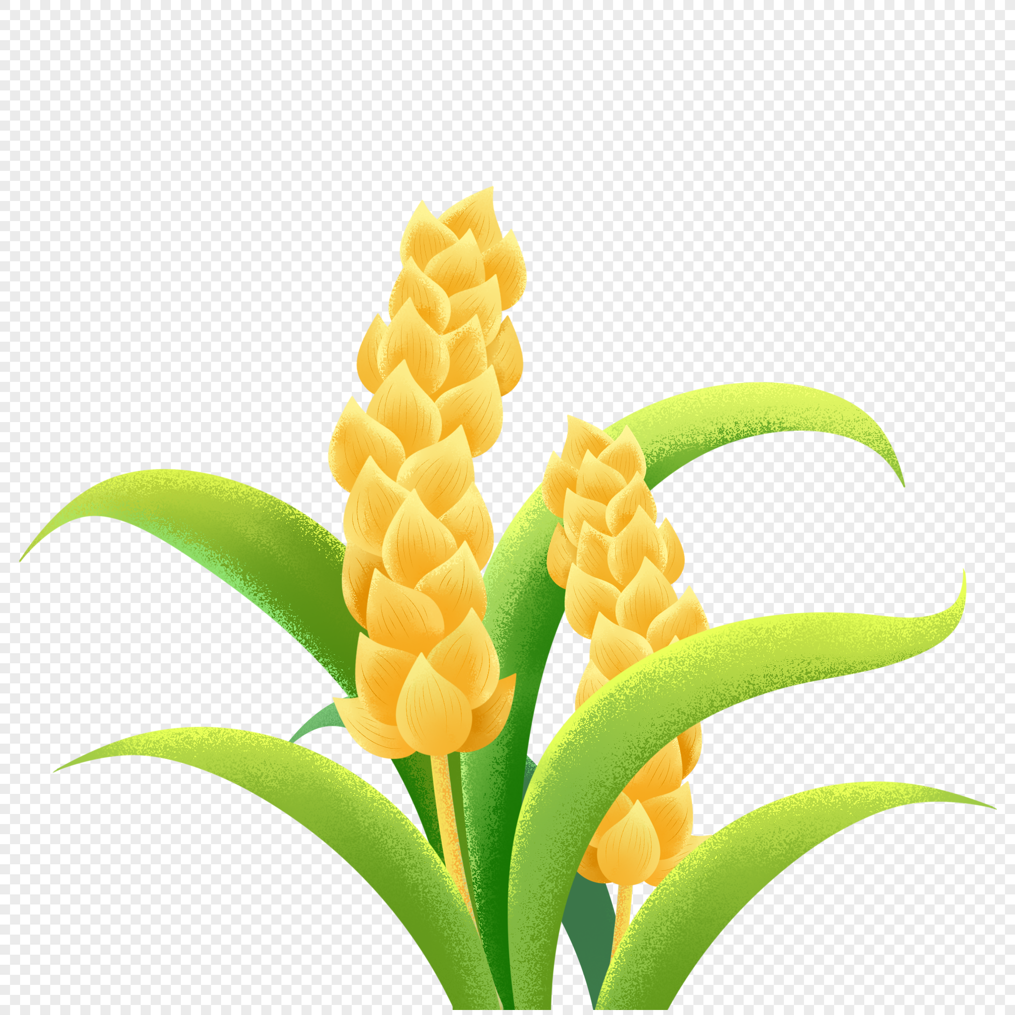 Hình nền Bông Hoa Trắng Hình Nền Thiên Nhiên đẹp, Hoa, Thiên Nhiên, Thực  Vật Background Vector để tải xuống miễn phí - Pngtree