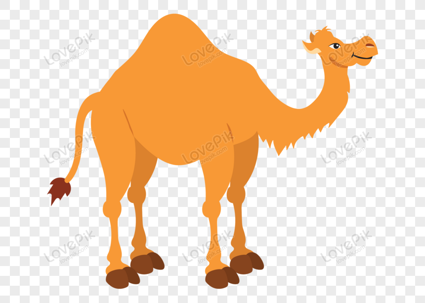 Cartoon Camel Images, HD Pictures For Free Vectors Download 