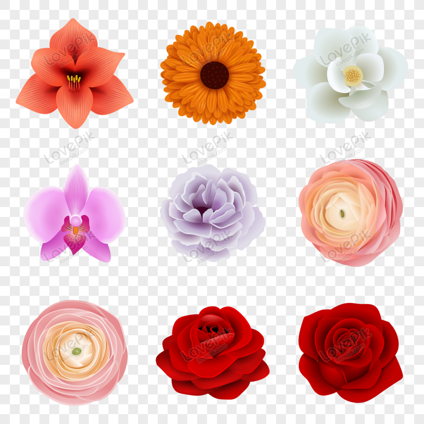 Vector De Flores De Colores PNG Imágenes Gratis - Lovepik