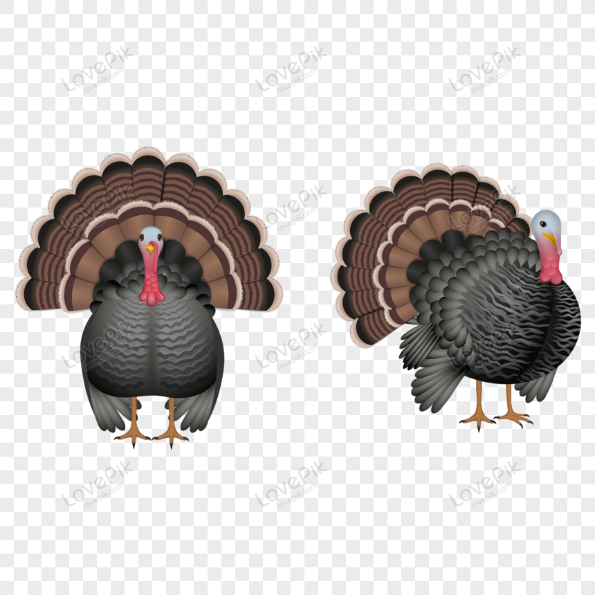Black Turkey Vector PNG White Transparent And Clipart Image For Free  Download - Lovepik | 450034292