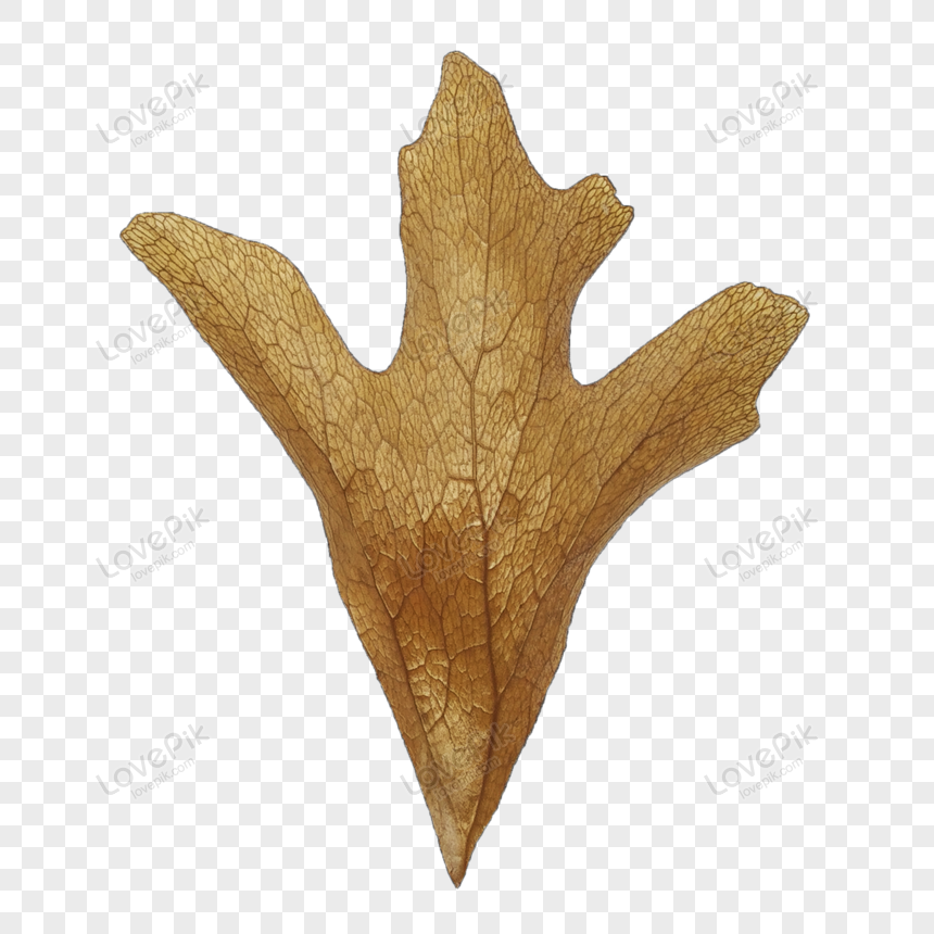 Dried Leaves PNG Transparent Images Free Download