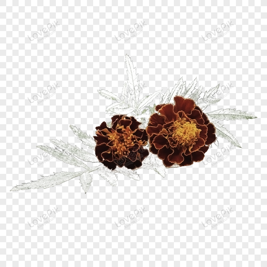 Fiori Di Gipsofila Colorati, Fiori Secchi, Fiore,arte,essiccato,foglia Di  Fiore PNG Immagine Gratis, Grafica download su Lovepik