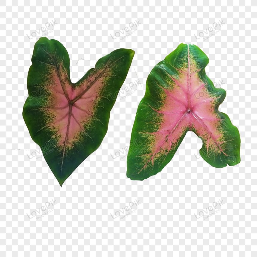 Leaf Caladium Varieties PNG Transparent Image And Clipart Image For