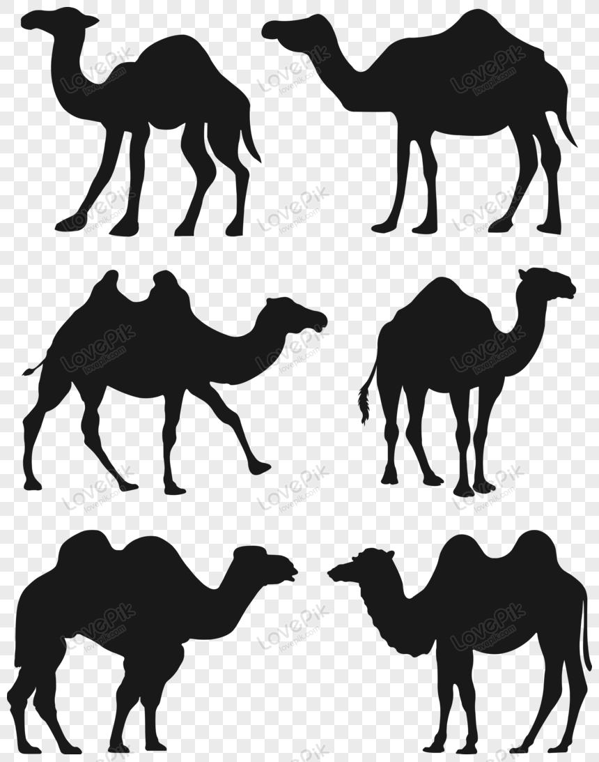 Camels Vector Shape, shapes, family, young png white transparent