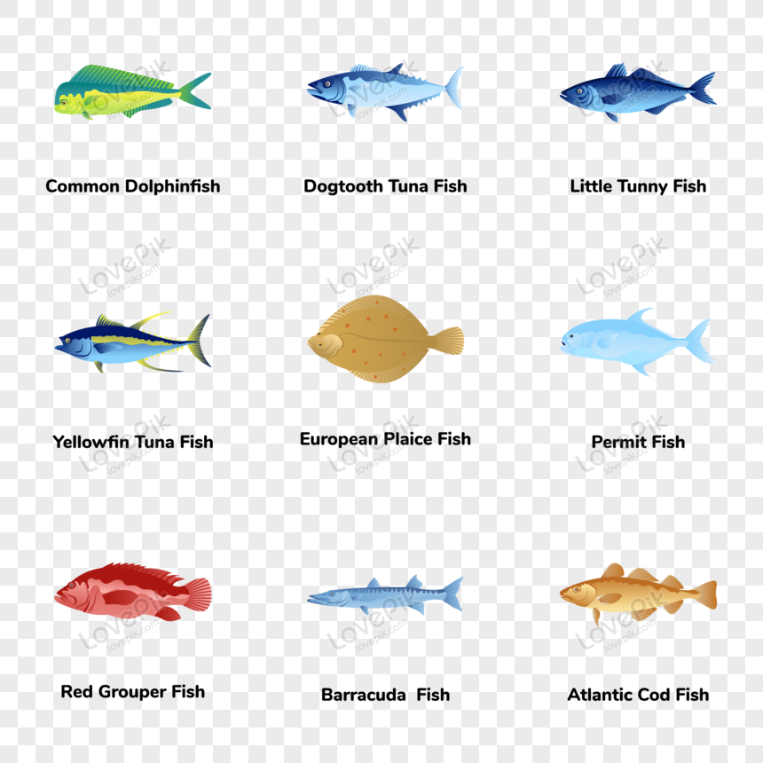 Yellowfin Tuna PNG Images & PSDs for Download