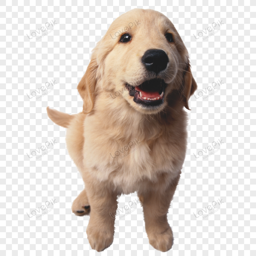 puppy png
