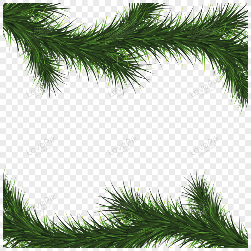 Evergreen Tree - pine tree - CleanPNG / KissPNG