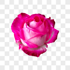 Pink Rose Flower PNG Images With Transparent Background | Free Download ...