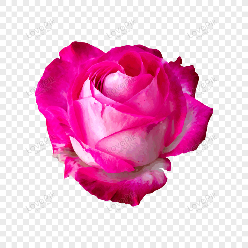 Pink Rose Flower Pink Rose Ai Pink Flowers Png Transparent