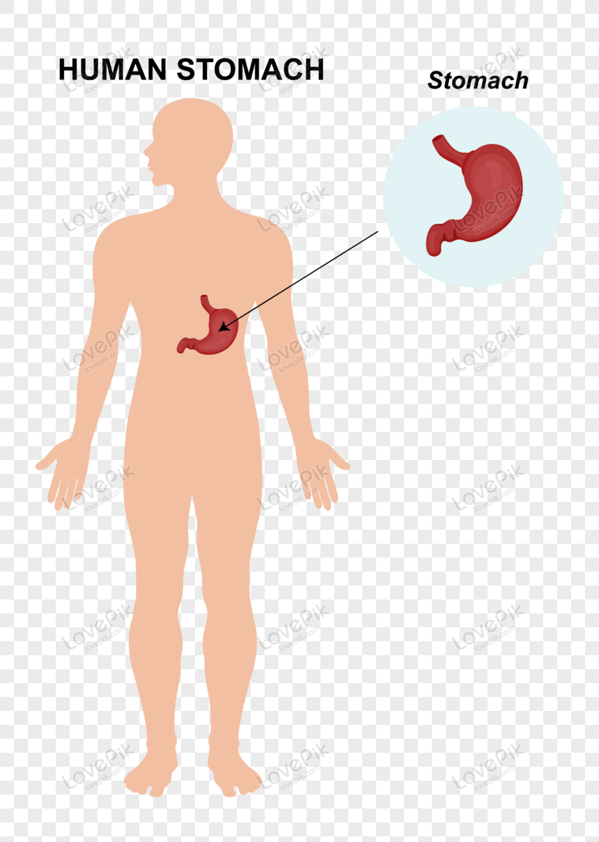 Анатомия органов желудка человека изображение_Фото номер 450116725_AI  Формат изображения_ru.lovepik.com