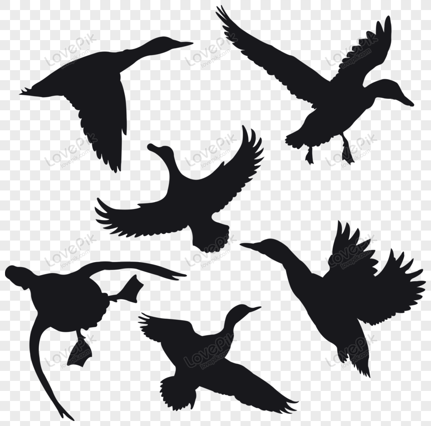 ducks landing silhouette