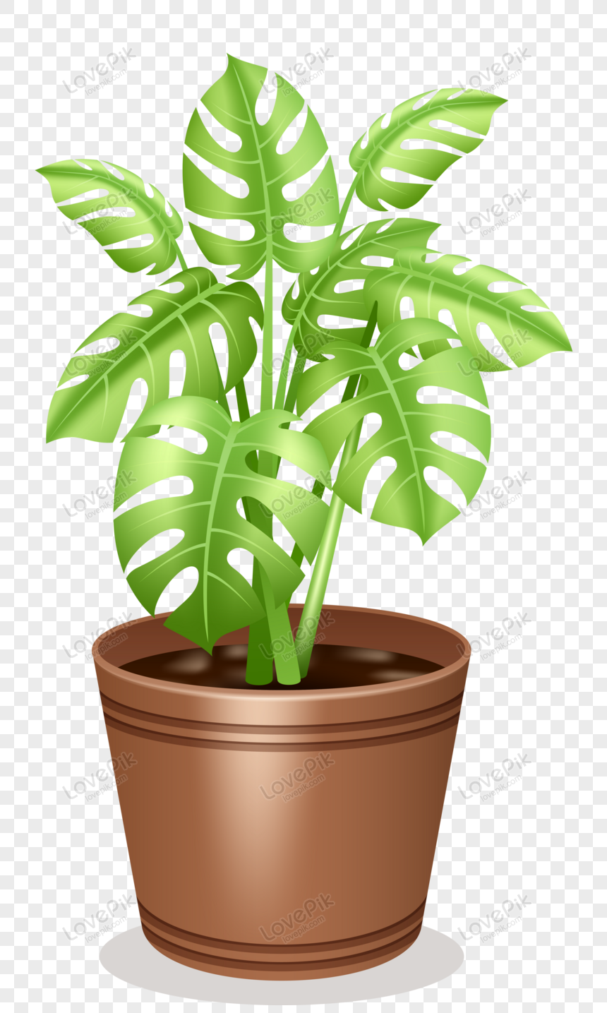 Beautiful Indoor Plants Illustration Png Transparent Background And 