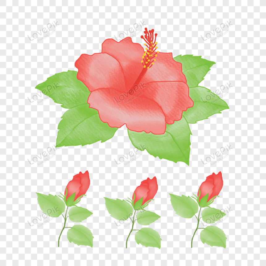 Color De Agua Flor De Hibisco O Rosa China PNG Imágenes Gratis - Lovepik
