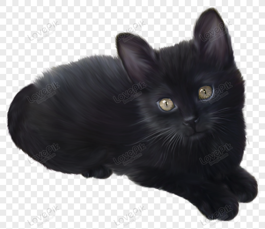 ลูกแมวดำ Png สำหรับการดาวน์โหลดฟรี - Lovepik