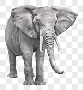 Big Belly Elephant PNG Images With Transparent Background | Free ...