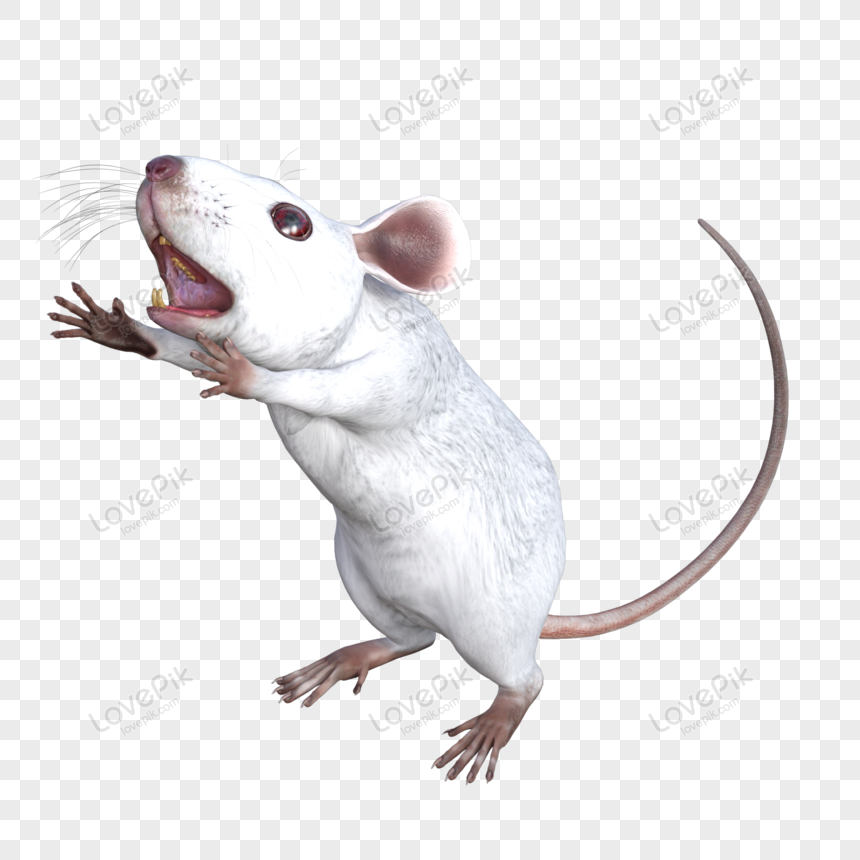 3d Mouse PNG Transparent Images Free Download, Vector Files