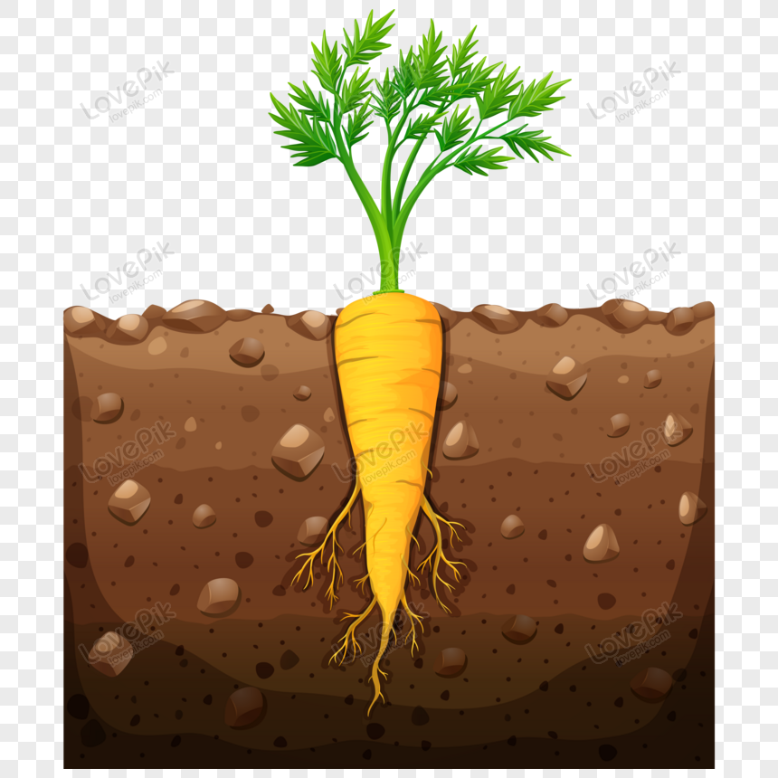 Carrot Tree Illustration PNG Hd Transparent Image And Clipart Image For ...