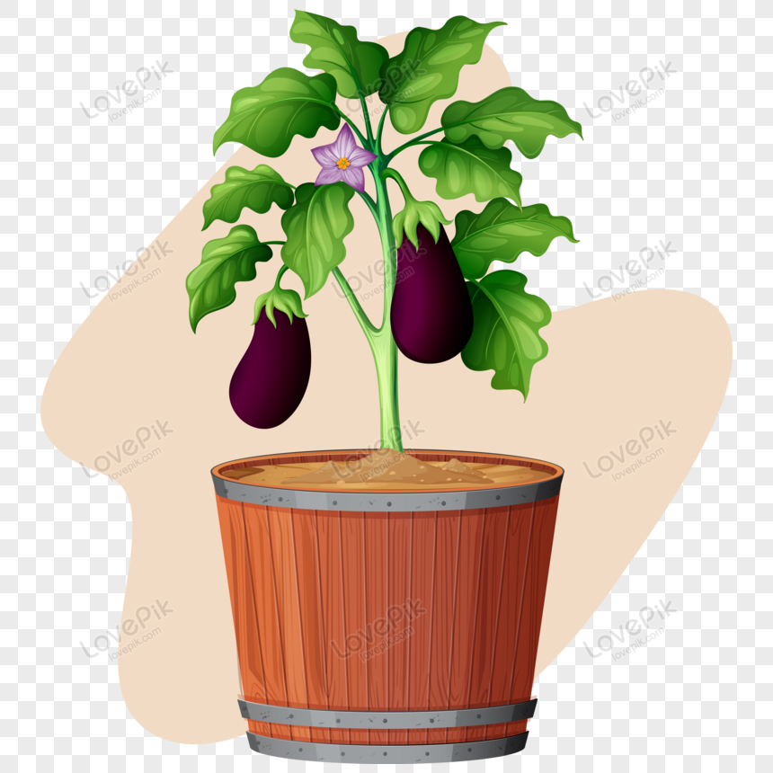 thumbs.dreamstime.com/z/eggplant-plant-illustratio...