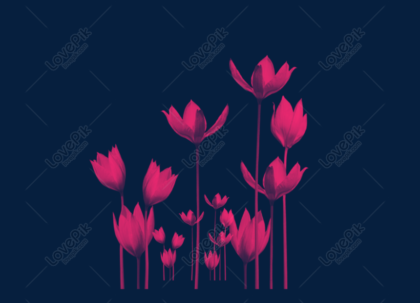 Bunga Tulip Merah Muda Png Grafik Gambar Unduh Gratis Lovepik