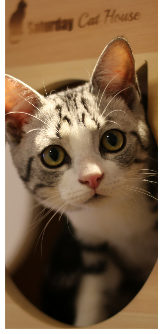 Wallpaper Ponsel Kucing Lucu Gambar Unduh Gratis Latar Belakang