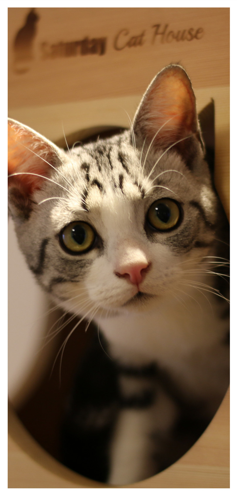 Wallpaper Ponsel Kucing Lucu Gambar Unduh Gratis Latar Belakang