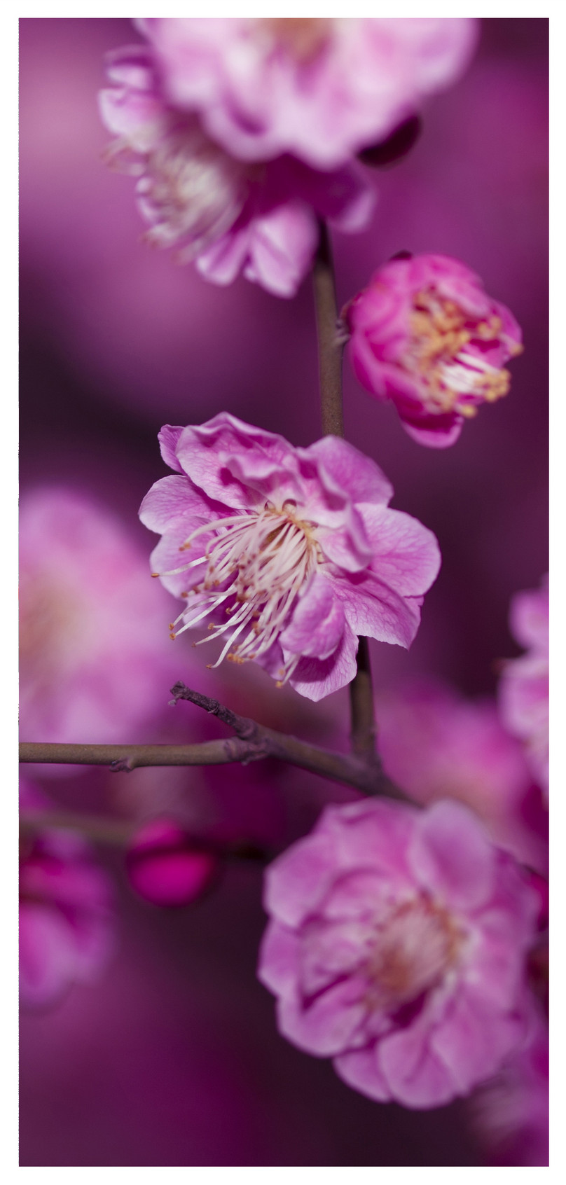 これまでで最高の梅 壁紙 最高の花の画像