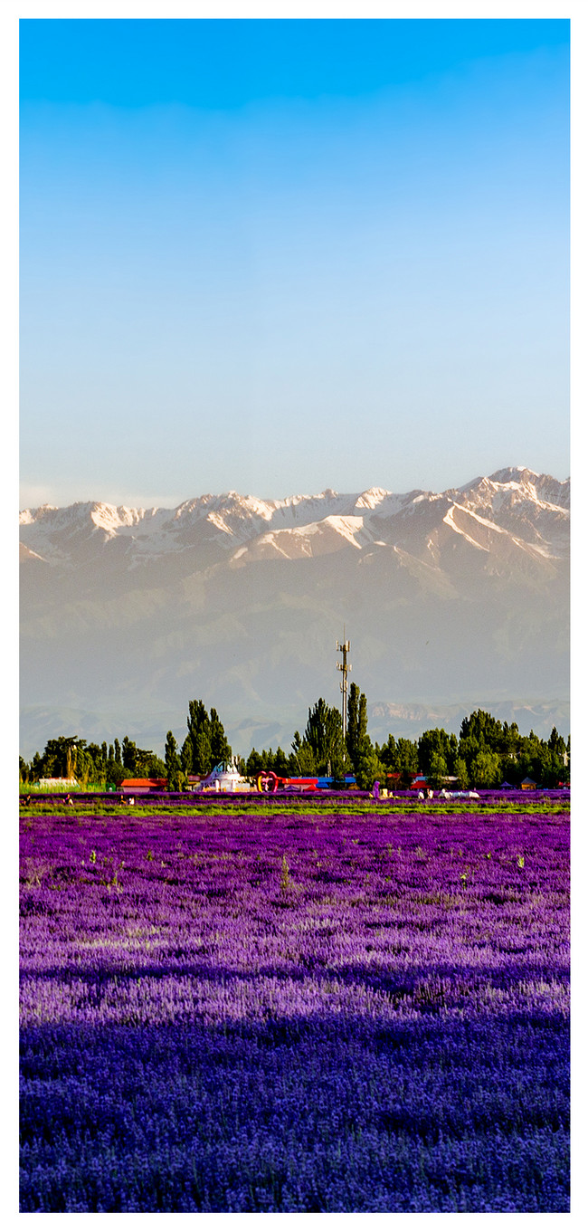 紫色花海手機壁紙圖片素材 Jpg圖片尺寸86 300px 高清圖片 Zh Lovepik Com
