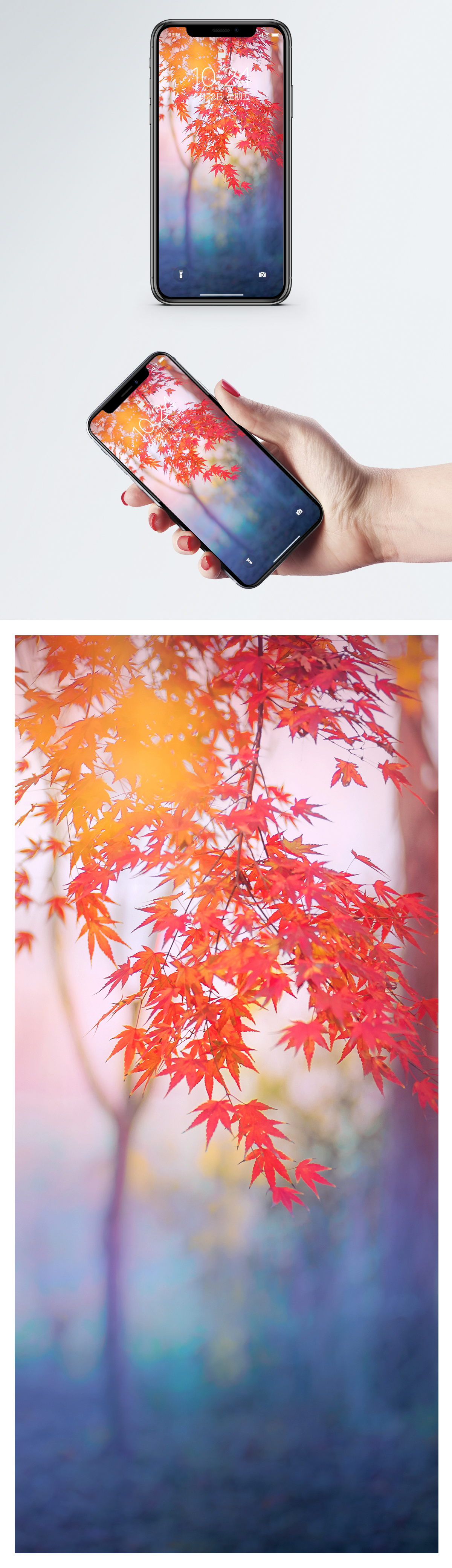 楓樹手機壁紙圖片素材 Jpg圖片尺寸1125 2436px 高清圖片 Zh Lovepik Com
