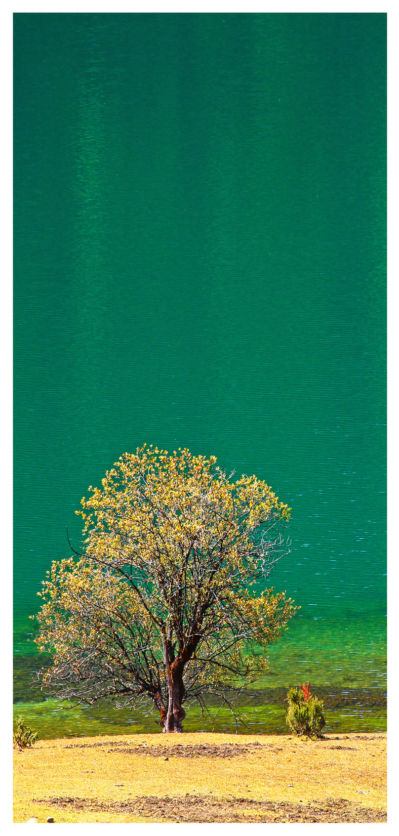 湖畔の緑の木 携帯電話壁紙イメージ 背景 Id Prf画像フォーマットjpg Jp Lovepik Com