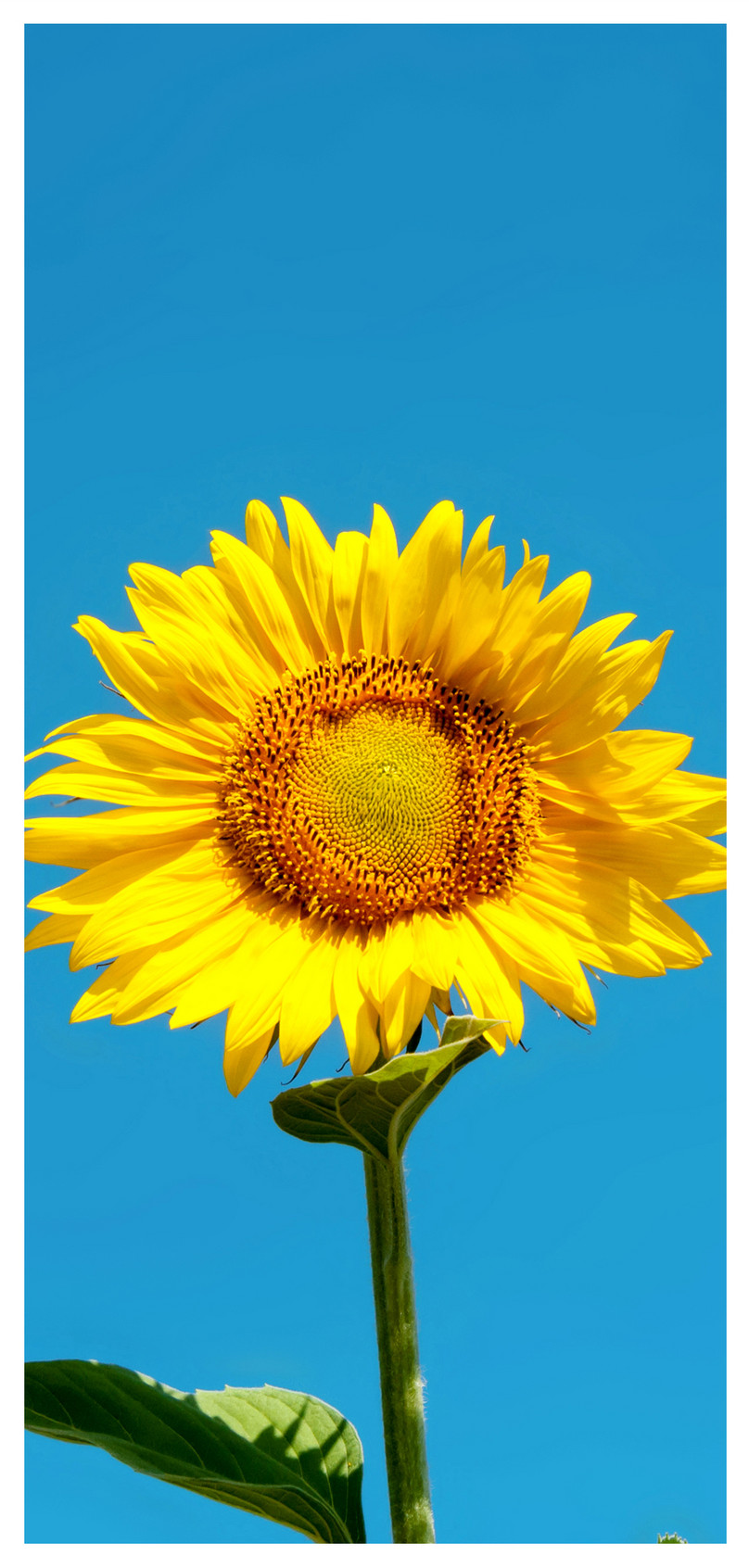 Sunflower Cell Phone Wallpaper Backgrounds Images Free Download 400293121 Lovepik Com