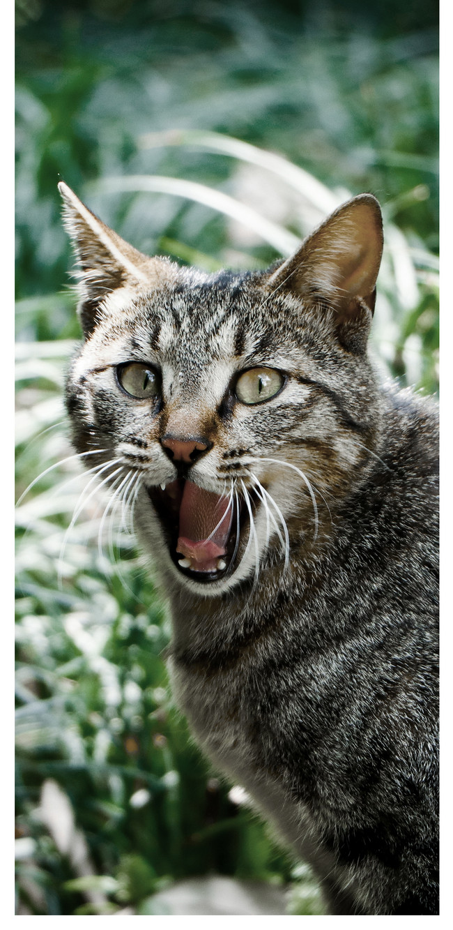 Wallpaper Ponsel Kucing Marah Gambar Unduh Gratis Latar Belakang 400299465 Format Gambar JPG Lovepikcom
