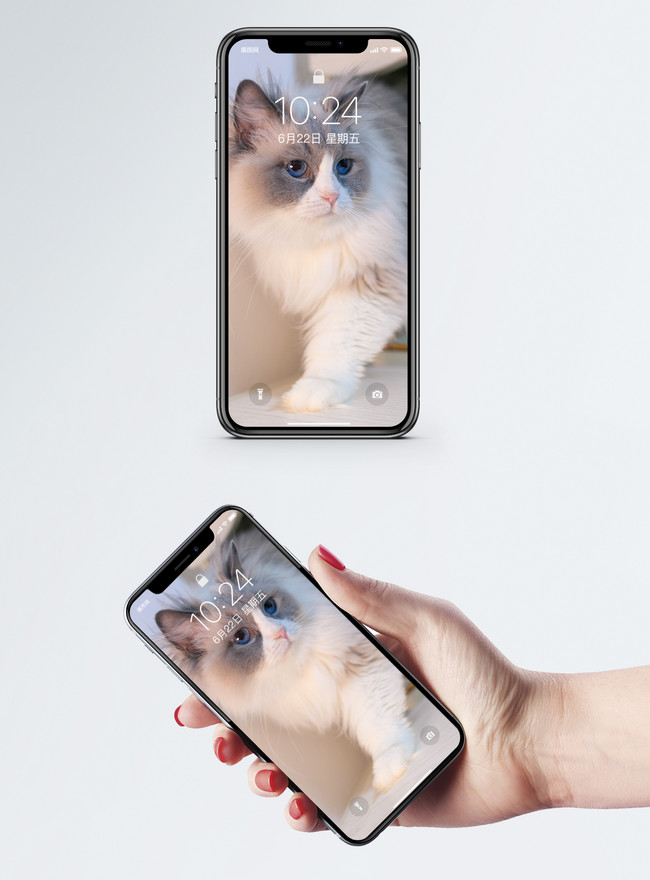 青い目の猫の携帯電話の壁紙イメージ 背景 Id Prf画像フォーマットjpg Jp Lovepik Com