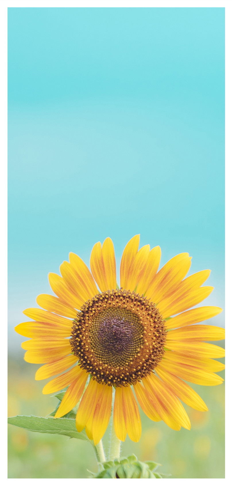 Sunflower Mobile Phone Wallpaper Backgrounds Images Free Download 400386085 Lovepik Com