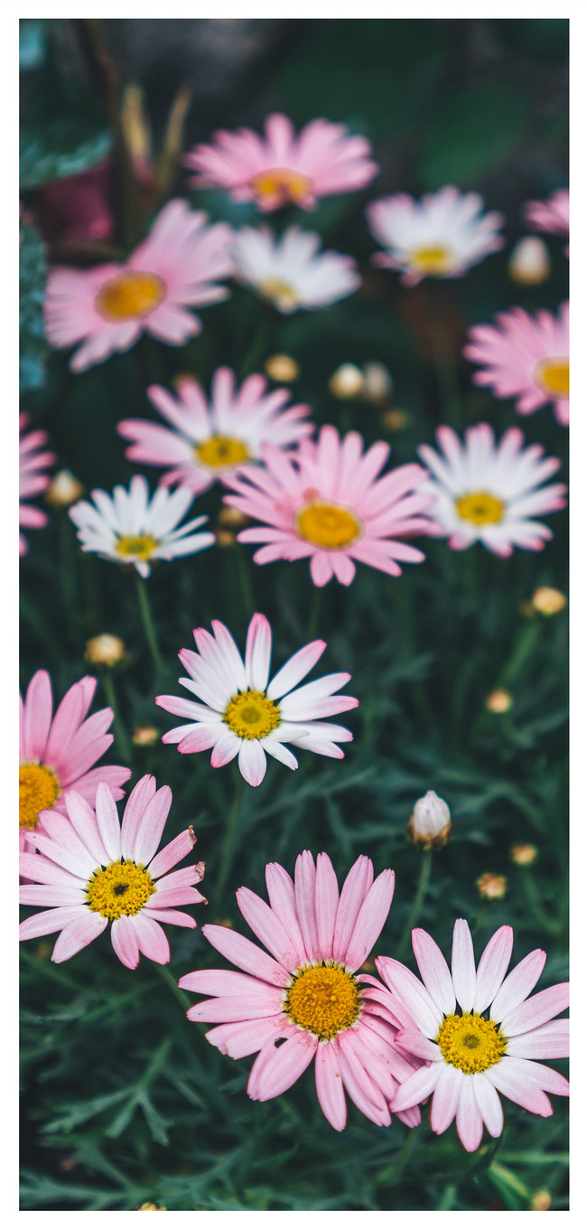 Flower Flower Mobile Phone Wallpaper Backgrounds Images Free Download 400445457 Lovepik Com