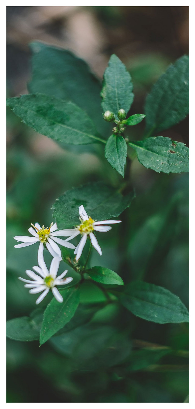 花と植物の携帯電話の壁紙イメージ 背景 Id Prf画像フォーマットjpg Jp Lovepik Com