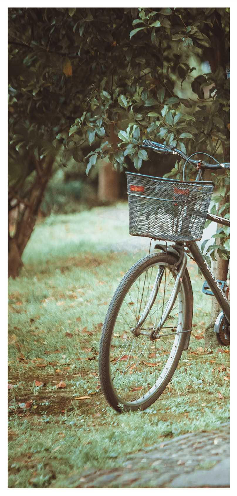 森の中の自転車電話の壁紙イメージ 背景 Id 400530018 Prf画像