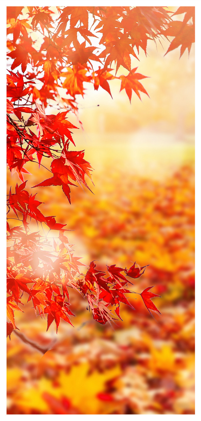 秋のカエデの葉の携帯壁紙イメージ 背景 Id Prf画像フォーマットjpg Jp Lovepik Com
