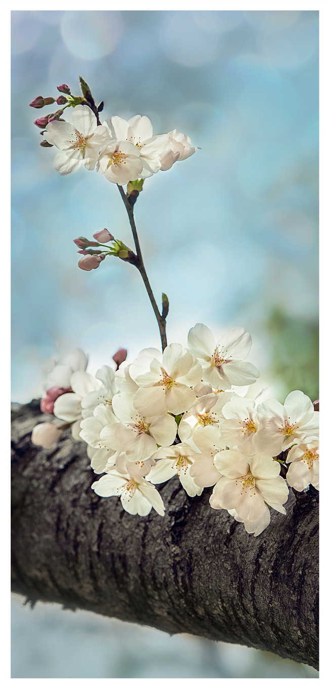 桃の花の携帯壁紙イメージ 背景 Id Prf画像フォーマットjpg Jp Lovepik Com