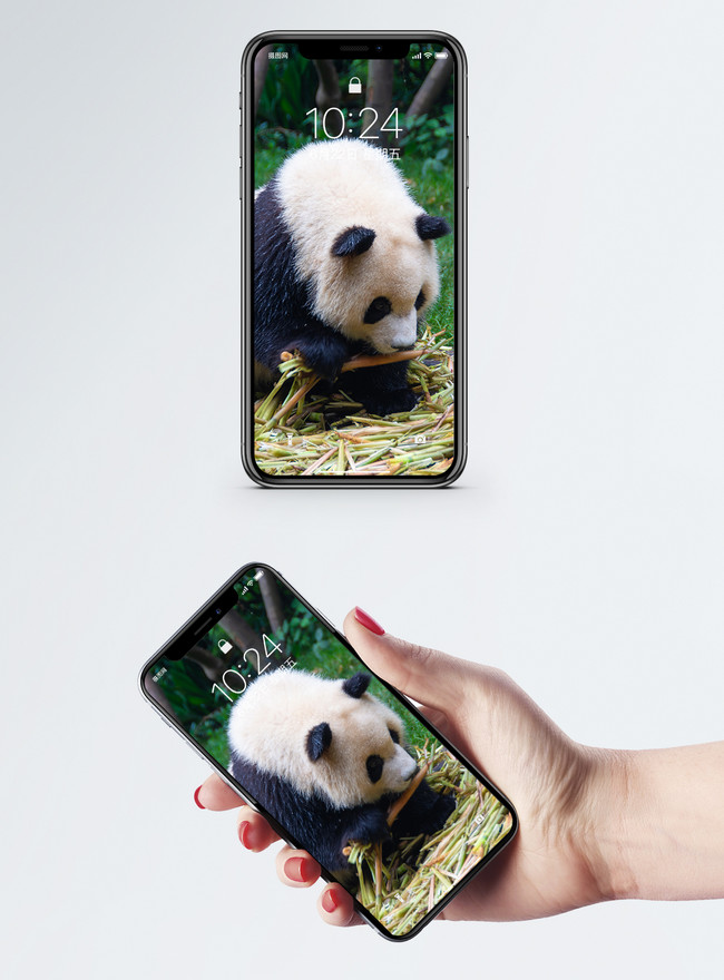ジャイアントパンダのモバイル壁紙イメージ 背景 Id Prf画像フォーマットjpg Jp Lovepik Com