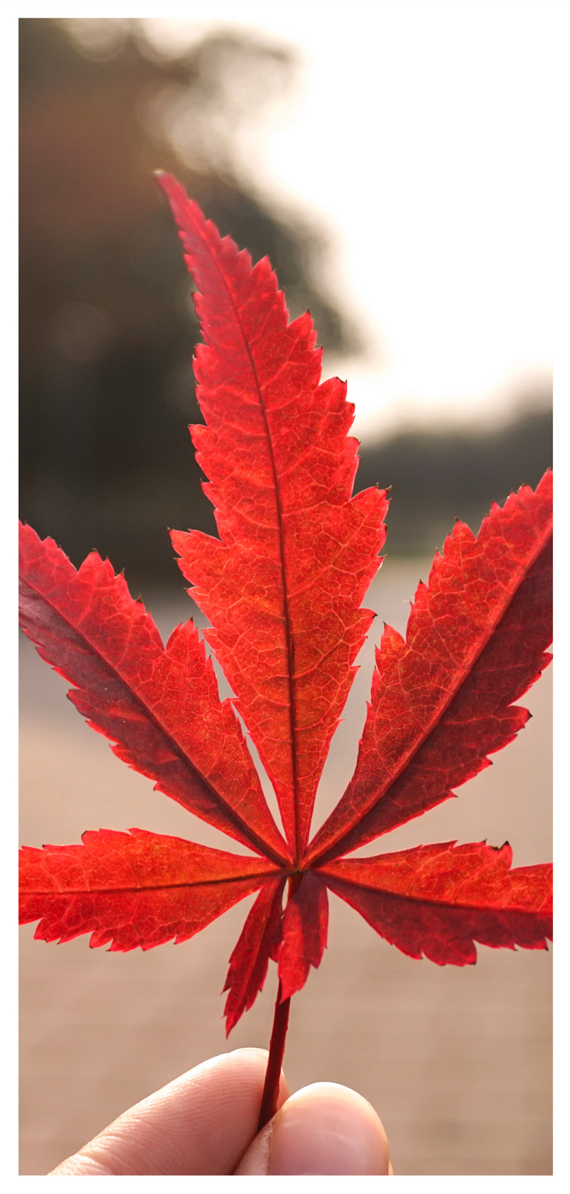 Paling Keren 11 Wallpaper Daun Maple  Hd Rona Wallpaper 