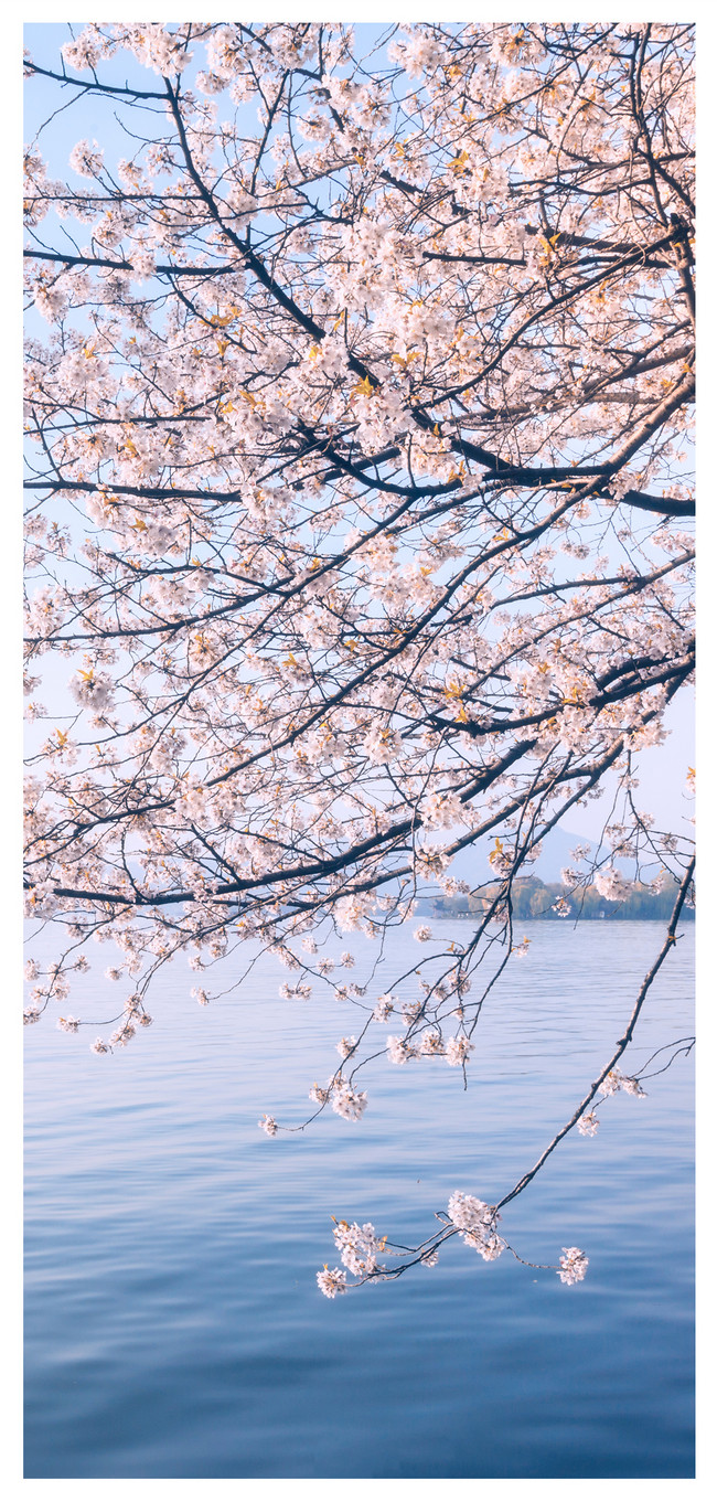 桜風景のモバイル壁紙イメージ 背景 Id Prf画像フォーマットjpg Jp Lovepik Com