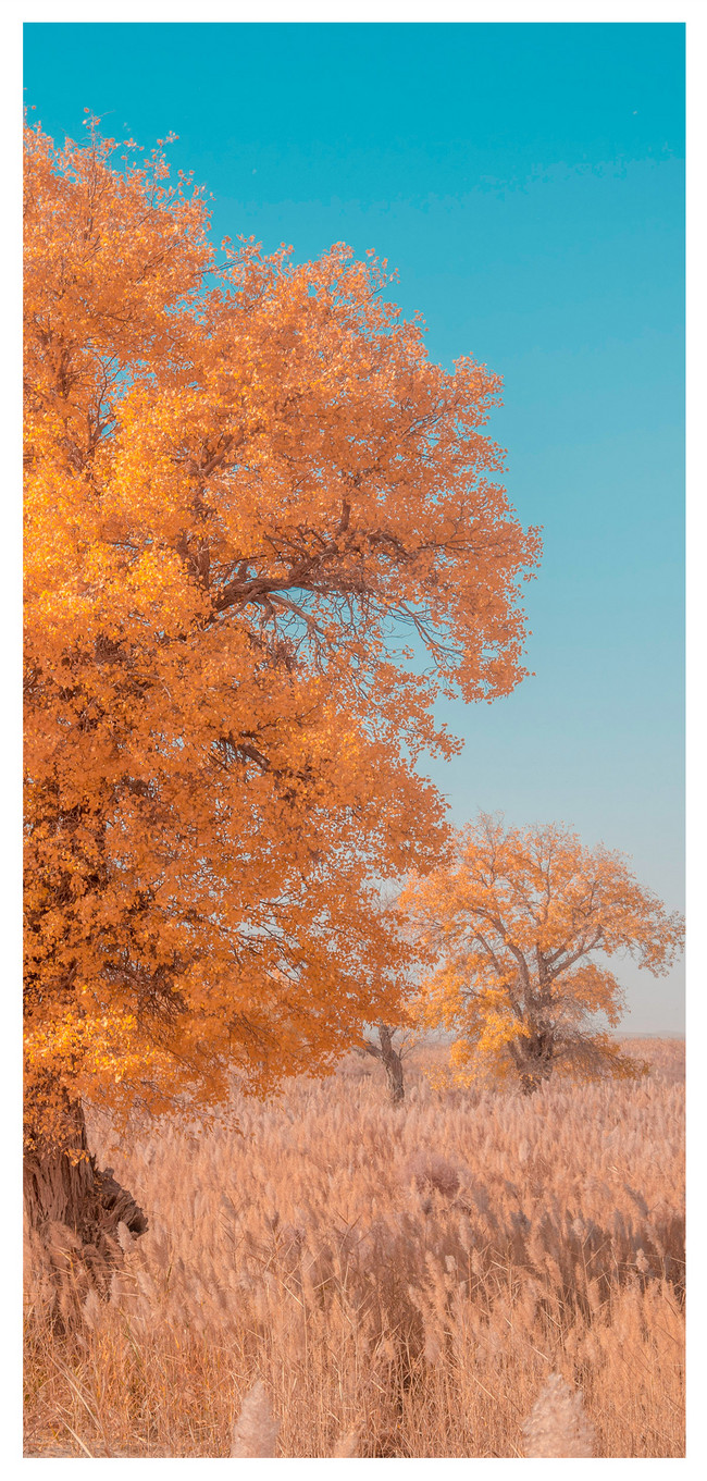 秋の携帯壁紙イメージ 背景 Id Prf画像フォーマットjpg Jp Lovepik Com
