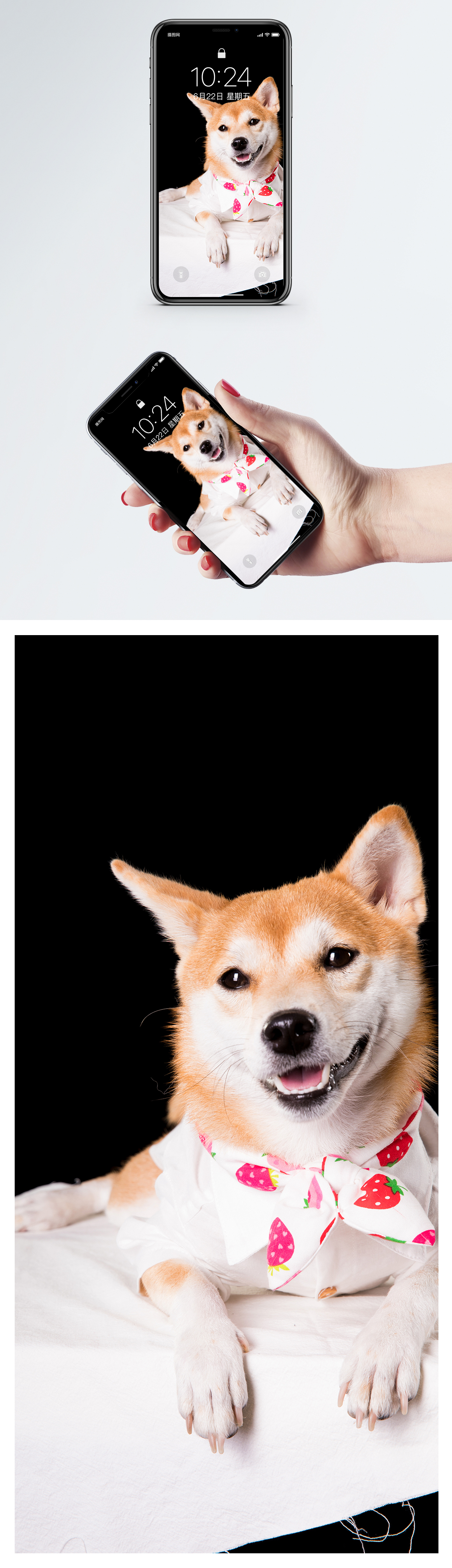 柴犬犬モバイル壁紙イメージ 背景 Id Prf画像フォーマットjpg Jp Lovepik Com